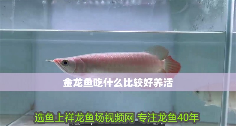 金龍魚吃什么比較好養活