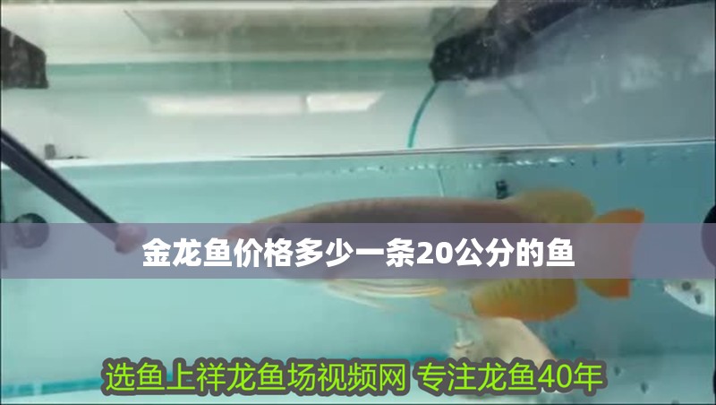 金龍魚價格多少一條20公分的魚 金龍魚價格多少一條20公分的魚 龍魚百科 第2張