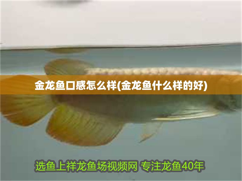 金龍魚(yú)口感怎么樣(金龍魚(yú)什么樣的好)