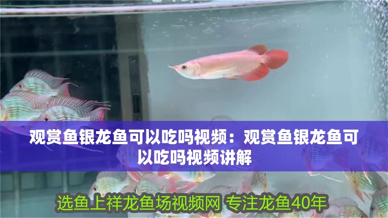 觀賞魚銀龍魚可以吃嗎視頻:觀賞魚銀龍魚可以吃嗎視頻講解 水族問答 觀賞魚銀龍魚可以吃嗎視頻:觀賞魚銀龍魚可以吃嗎視頻講解 觀賞魚銀龍魚可以吃嗎視頻:觀賞魚銀龍魚可以吃嗎視頻講解 水族問答