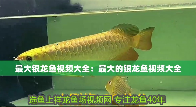 信陽市浉河區藍鯨水族生活館（信陽小藍鯨在什么地方） 信陽市浉河區藍鯨水族生活館（信陽小藍鯨在什么地方） 全國水族館企業名錄 第2張