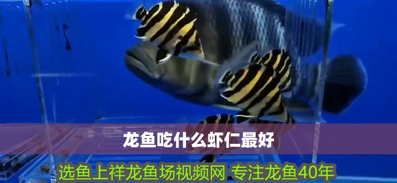 龍魚吃什么蝦仁最好