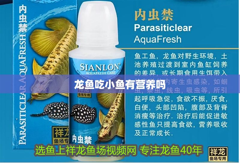龍魚吃小魚有營養(yǎng)嗎
