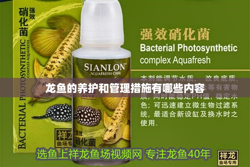 龍魚的養護和管理措施有哪些內容