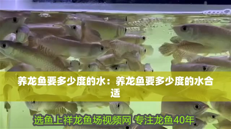 養龍魚要多少度的水：養龍魚要多少度的水合適