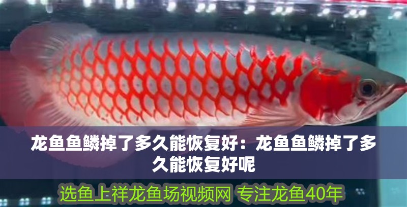 龍魚魚鱗掉了多久能恢復好:龍魚魚鱗掉了多久能恢復好呢 水族問答 龍魚魚鱗掉了多久能恢復好:龍魚魚鱗掉了多久能恢復好呢 龍魚魚鱗掉了多久能恢復好:龍魚魚鱗掉了多久能恢復好呢 水族問答