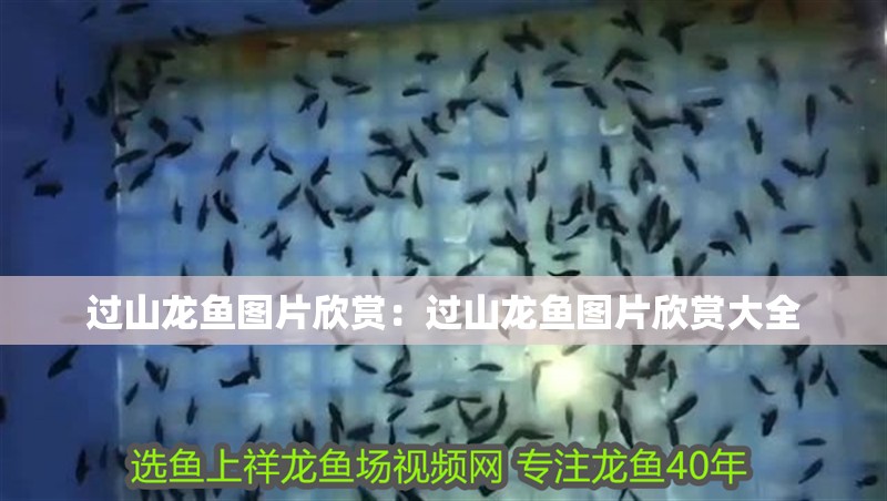 過山龍魚圖片欣賞：過山龍魚圖片欣賞大全 過山龍魚圖片欣賞：過山龍魚圖片欣賞大全 水族問答