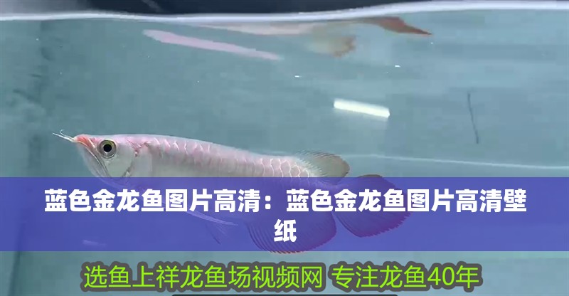 藍色金龍魚圖片高清：藍色金龍魚圖片高清壁紙 藍色金龍魚圖片高清：藍色金龍魚圖片高清壁紙 水族問答