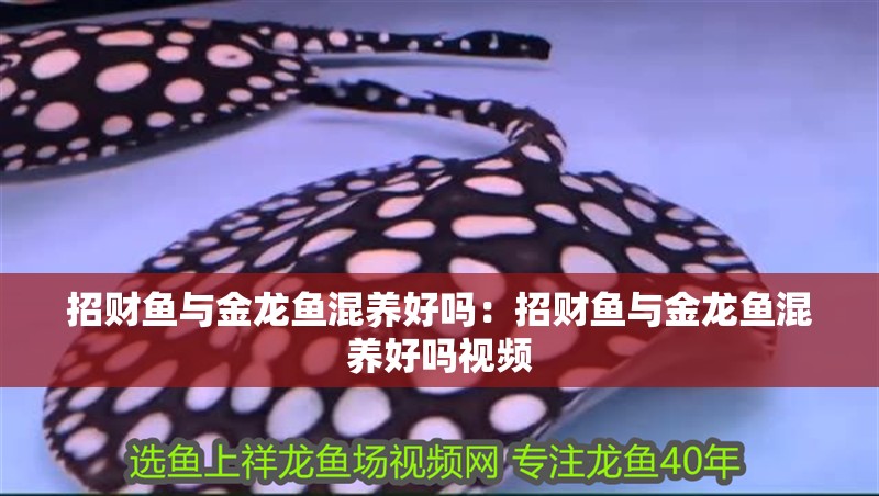 印尼紅龍魚價(jià)格走勢圖片(印尼紅龍魚多少錢)