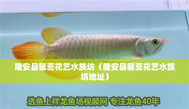 隆安縣馨蕊花藝水族坊（隆安縣馨蕊花藝水族坊地址） 隆安縣馨蕊花藝水族坊（隆安縣馨蕊花藝水族坊地址） 全國水族館企業名錄 第2張