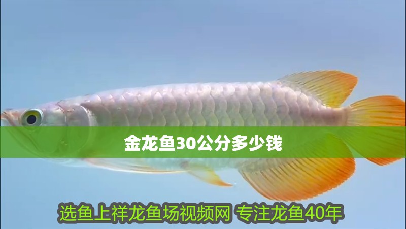 金龍魚(yú)30公分多少錢