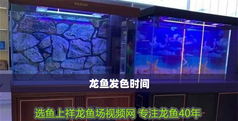 龍魚發(fā)色時(shí)間 龍魚發(fā)色時(shí)間 龍魚百科 第2張