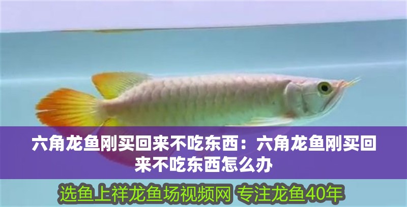 紅龍魚喂飼料好嗎怎么喂的：紅龍魚喂飼料好嗎怎么喂的好