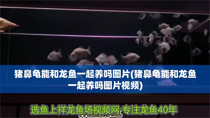 豬鼻龜能和龍魚一起養嗎圖片(豬鼻龜能和龍魚一起養嗎圖片視頻) 豬鼻龜能和龍魚一起養嗎圖片(豬鼻龜能和龍魚一起養嗎圖片視頻) 豬鼻龜百科 第1張