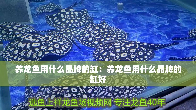 養龍魚用什么品牌的缸：養龍魚用什么品牌的缸好 養龍魚用什么品牌的缸：養龍魚用什么品牌的缸好 水族問答