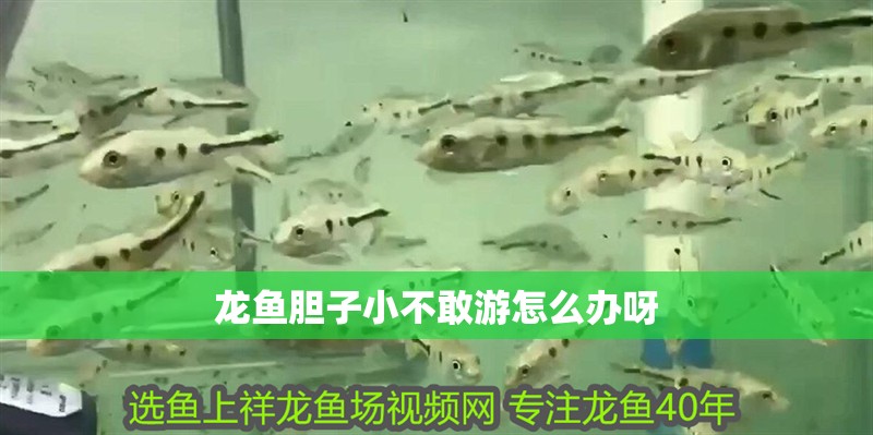 龍魚膽子小不敢游怎么辦呀