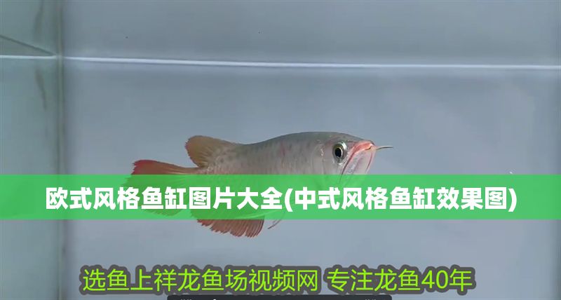 歐式風格魚缸圖片大全(中式風格魚缸效果圖)