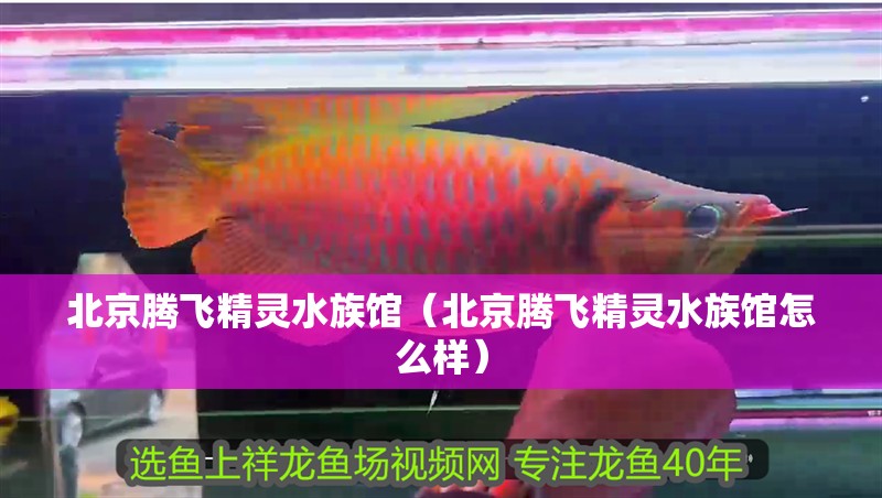 北京騰飛精靈水族館（北京騰飛精靈水族館怎么樣） 北京騰飛精靈水族館（北京騰飛精靈水族館怎么樣） 全國水族館企業名錄 第2張