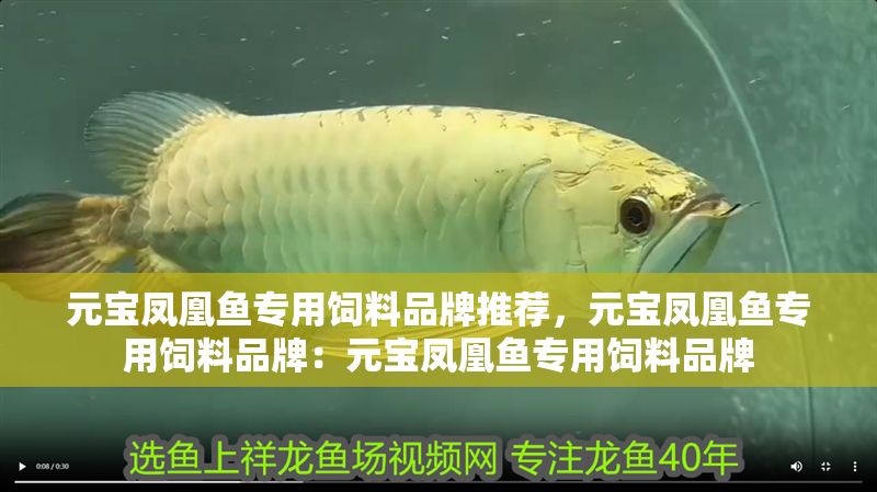 元寶鳳凰魚專用飼料品牌推薦，元寶鳳凰魚專用飼料品牌：元寶鳳凰魚專用飼料品牌