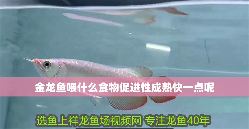 金龍魚喂什么食物促進性成熟快一點呢