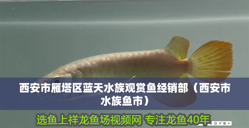 家養(yǎng)豬鼻龜能繁殖嗎有毒嗎視頻(人工飼養(yǎng)豬鼻龜怎么繁殖)