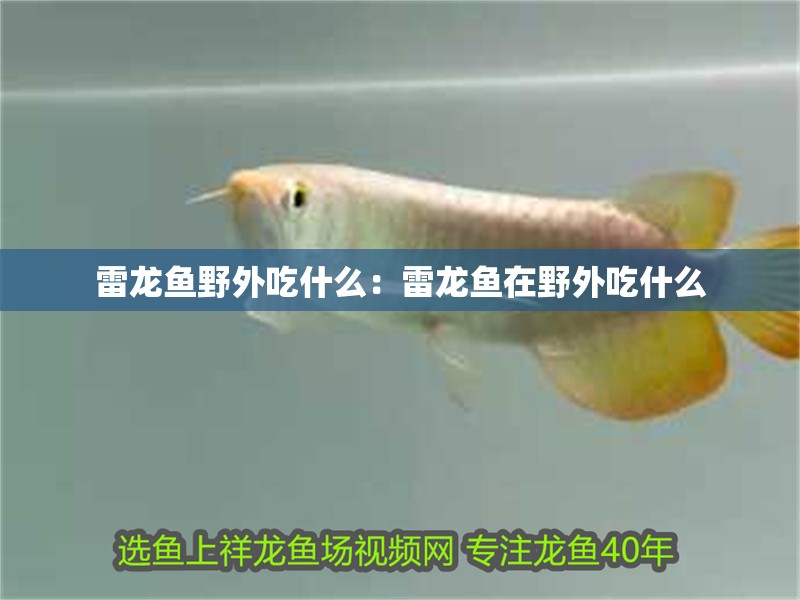 雷龍魚野外吃什么：雷龍魚在野外吃什么