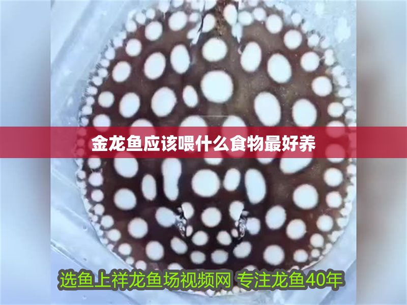 金龍魚應(yīng)該喂什么食物最好養(yǎng) 金龍魚應(yīng)該喂什么食物最好養(yǎng) 龍魚百科 第2張