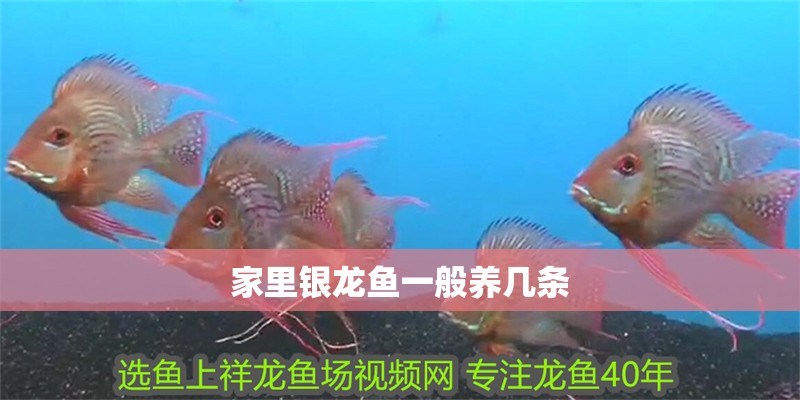 家里銀龍魚一般養幾條