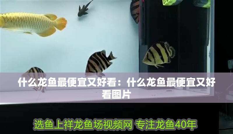 什么龍魚最便宜又好看：什么龍魚最便宜又好看圖片 什么龍魚最便宜又好看：什么龍魚最便宜又好看圖片 水族問答