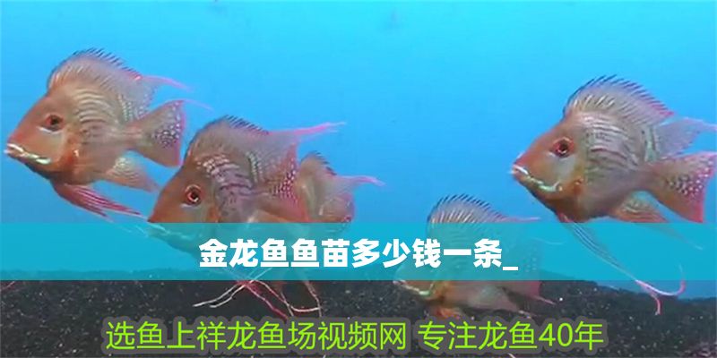 金龍魚魚苗多少錢一條_