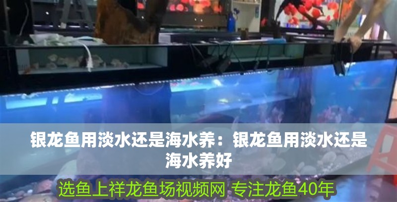 銀龍魚用淡水還是海水養(yǎng)：銀龍魚用淡水還是海水養(yǎng)好