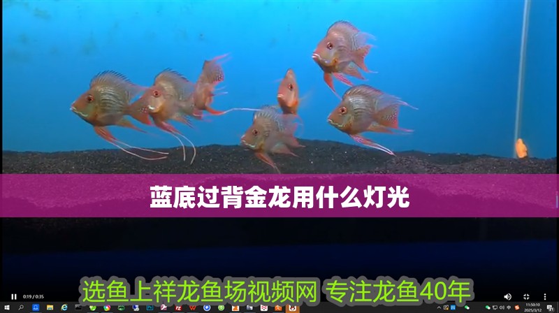 藍底過背金龍用什么燈光 藍底過背金龍用什么燈光 龍魚百科 第6張
