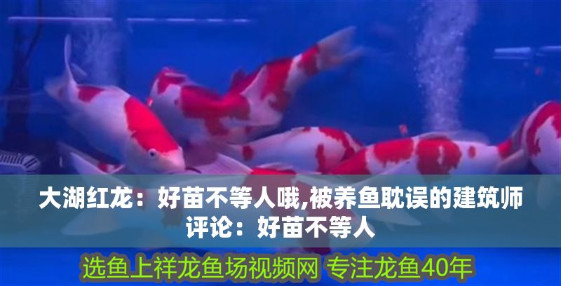 大湖紅龍：好苗不等人哦,被養(yǎng)魚耽誤的建筑師評(píng)論：好苗不等人