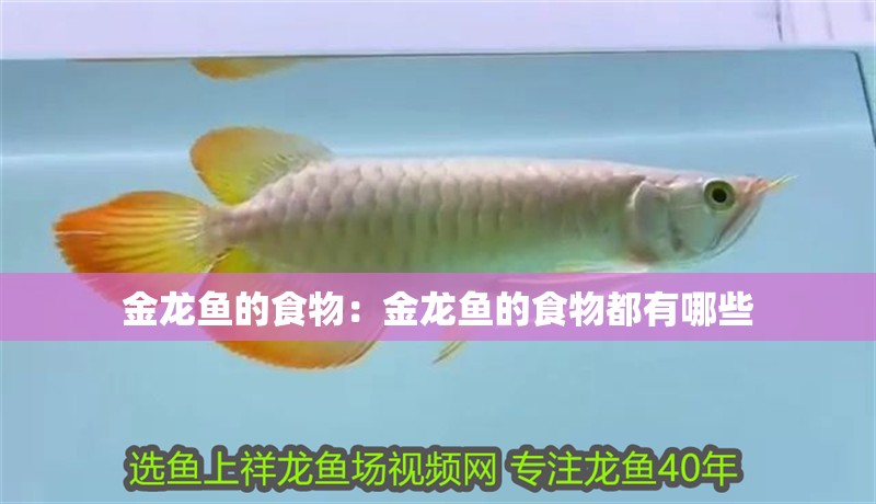 金龍魚的食物：金龍魚的食物都有哪些