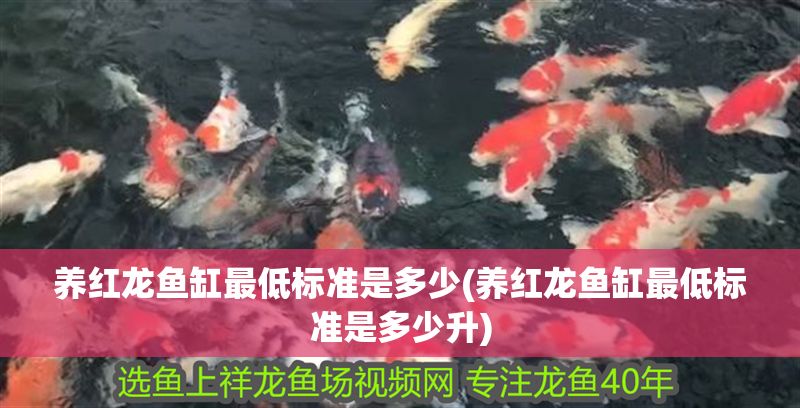 養(yǎng)紅龍魚缸最低標(biāo)準(zhǔn)是多少(養(yǎng)紅龍魚缸最低標(biāo)準(zhǔn)是多少升)