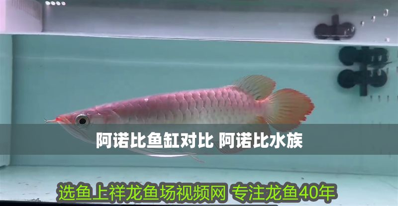 阿諾比魚缸對比 阿諾比水族