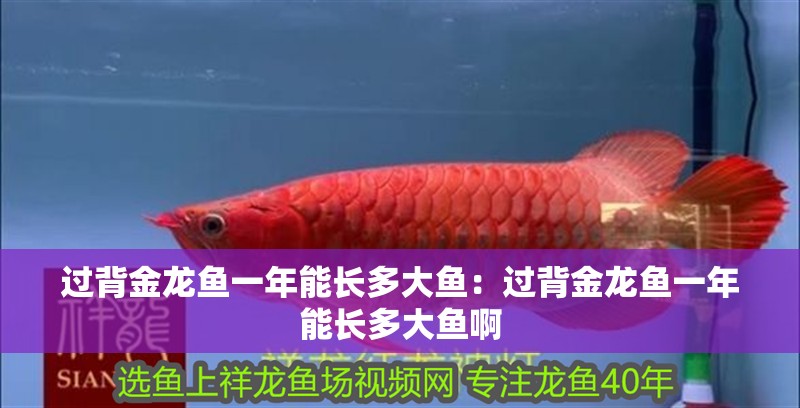 過背金龍魚一年能長多大魚：過背金龍魚一年能長多大魚啊
