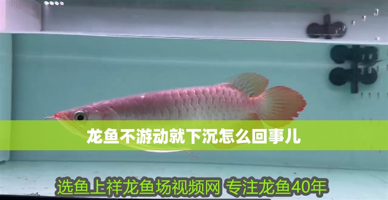 龍魚不游動就下沉怎么回事兒 龍魚不游動就下沉怎么回事兒 龍魚百科 第2張