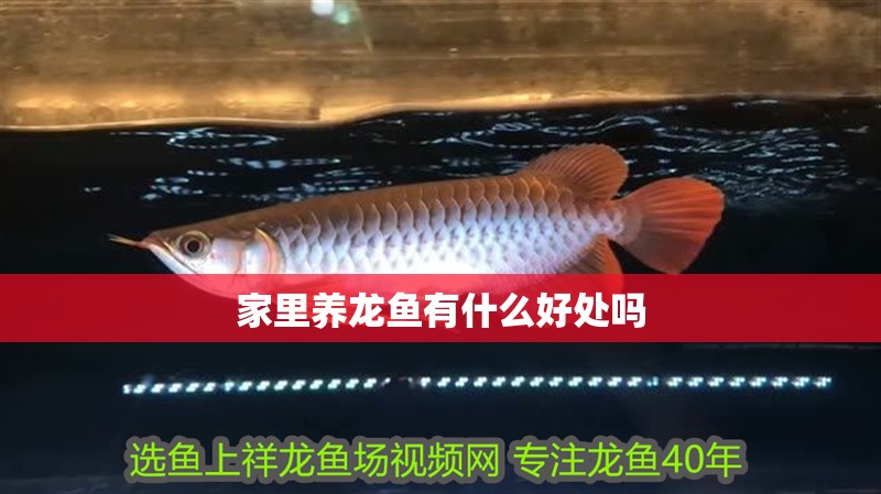 家里養龍魚有什么好處嗎