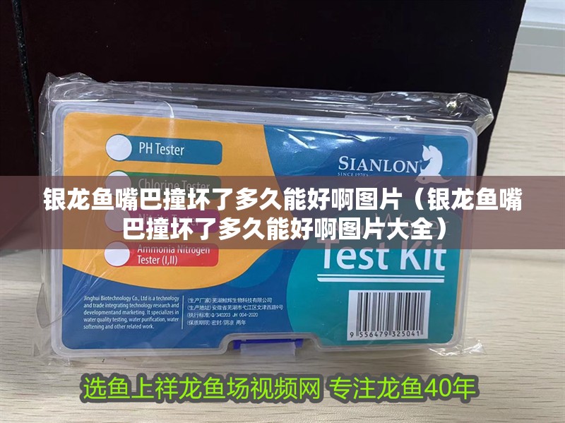 銀龍魚嘴巴撞壞了多久能好啊圖片（銀龍魚嘴巴撞壞了多久能好啊圖片大全）