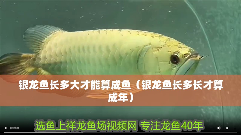魚缸過濾器選購指南:自制魚缸過濾器魚缸上置過濾器對于養(yǎng)魚愛好者的必備知識 銀龍魚長多大才能算成魚(銀龍魚長多長才算成年) 銀龍魚百科 銀龍魚長多大才能算成魚(銀龍魚長多長才算成年) 銀龍魚長多大才能算成魚(銀龍魚長多長才算成年) 銀龍魚百科