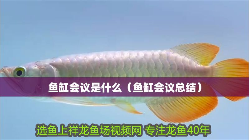魚缸會議是什么（魚缸會議總結(jié)）