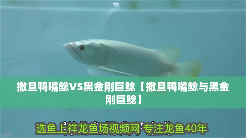 撒旦鴨嘴鯰VS黑金剛巨鯰【撒旦鴨嘴鯰與黑金剛巨鯰】