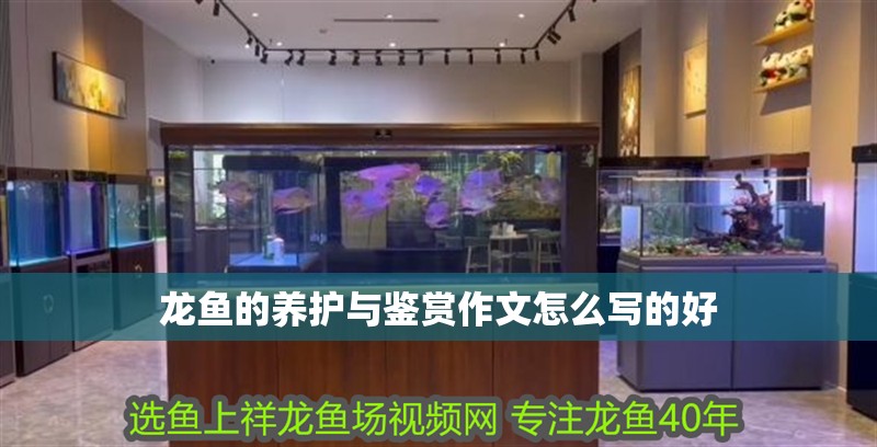 龍魚的養護與鑒賞作文怎么寫的好 龍魚的養護與鑒賞作文怎么寫的好 龍魚百科 第2張