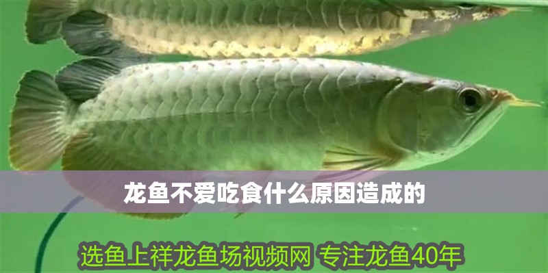 龍魚不愛吃食什么原因造成的