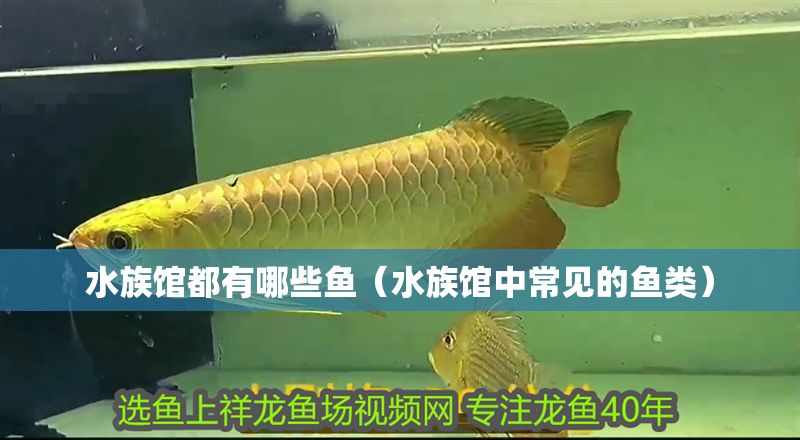 水族館都有哪些魚（水族館中常見的魚類）