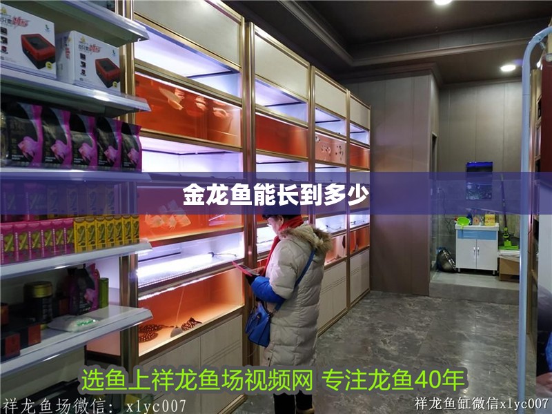 金龍魚能長到多少 金龍魚能長到多少 龍魚百科 第2張