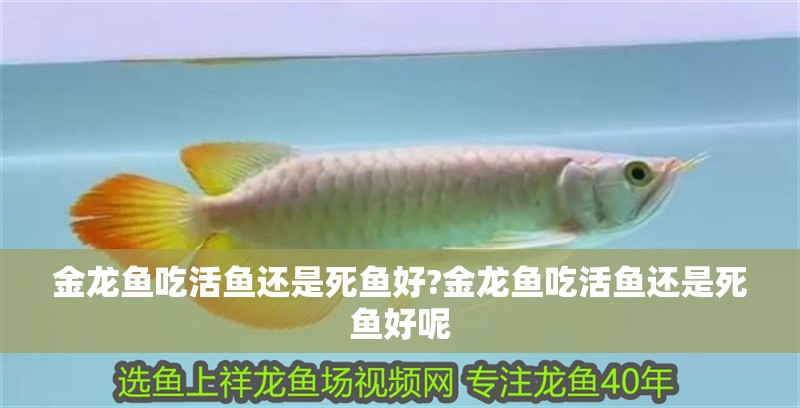 金龍魚吃活魚還是死魚好?金龍魚吃活魚還是死魚好呢