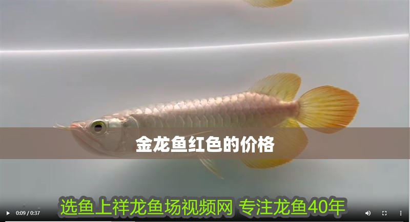 金龍魚紅色的價(jià)格
