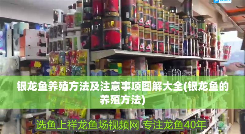 銀龍魚養殖方法及注意事項圖解大全(銀龍魚的養殖方法) 銀龍魚百科 第1張 銀龍魚養殖方法及注意事項圖解大全(銀龍魚的養殖方法) 銀龍魚養殖方法及注意事項圖解大全(銀龍魚的養殖方法) 銀龍魚百科 第1張